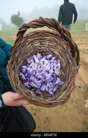 Fleurs de safran (Crocus sativus) dans un panier, Città della Pieve, Ombrie, Italie Banque D'Images