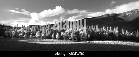 Cette image d'un camping près de Bristol Head dans le comté de Mineral, Colorado, capture la beauté naturelle de l'endroit à une altitude de 9600 pieds. Le site est connu pour ses vues panoramiques et est populaire pour le camping et les activités de plein air dans la nature sauvage du Colorado. Banque D'Images