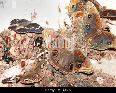 BUCKEYE, TROPICAL (Junonia evarete) avec BUCKEYE COMMUNE BORDÉE, PATCH, BOUSIER sur scat coyote (8-22-2015) prairies San Rafael, santa cruz co, az -02 (20657424700) Banque D'Images