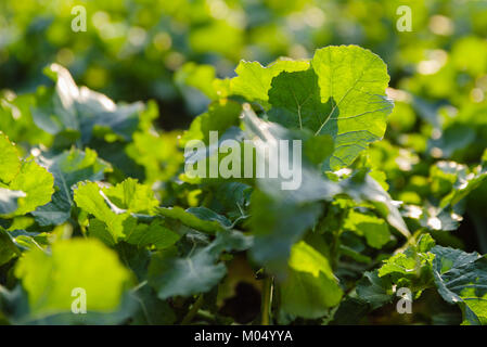 Close-up à partir de feuilles de rutabaga sur un champ, selective focus Banque D'Images
