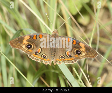 Junonia coenia est une espèce de papillons que l'on trouve dans diverses régions, dont l'Arizona. Ce papillon est connu pour ses ailes frappantes à motif d'oeil. Banque D'Images