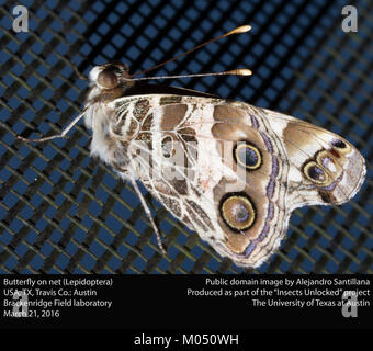 L'image montre un papillon de l'ordre des lépidoptères reposant sur un filet. Cela capture les détails complexes des ailes du papillon et la beauté naturelle. Banque D'Images