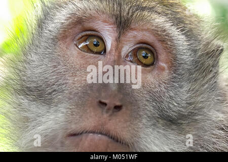 Libre de manger du crabe macaque (Macaca fascicularis) museau contre l'arrière-plan sur les feuilles vertes. Monkey à autour. La nature sauvage de Bali, Indonesi Banque D'Images