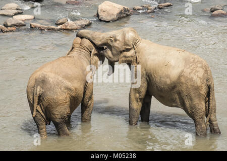 Gros éléphants d'Asie se détendre et se baigner dans la rivière. Animaux étonnants dans la nature sauvage du Sri Lanka Banque D'Images