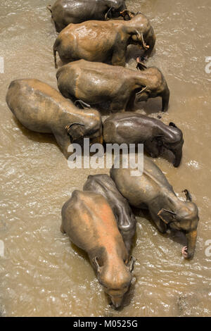 Groupe d'éléphants asiatiques se détendre et se baigner dans la rivière. Animaux étonnants dans la nature sauvage du Sri Lanka. Vue d'en haut Banque D'Images