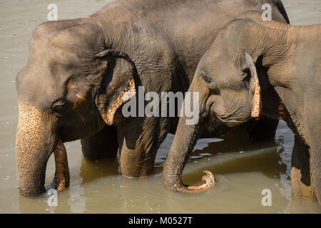 Gros éléphants d'Asie se détendre et se baigner dans la rivière. Animaux étonnants dans la nature sauvage du Sri Lanka Banque D'Images