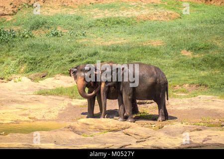 Les jeunes éléphants d'Asie humide après le bain dans la rivière tropicale et relaxante qui paissent dans la nature sauvage du Sri Lanka Banque D'Images