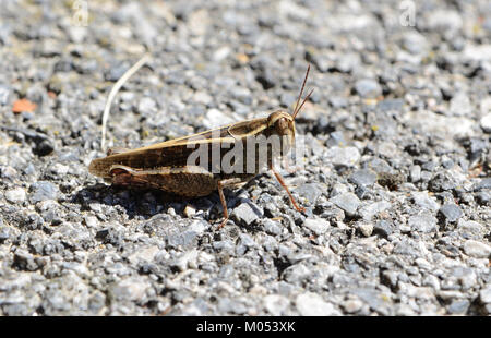 Calliptamus italicus, communément appelé criquet italien, est une espèce de sauterelle que l'on trouve principalement dans le sud de l'Europe. Connu pour son apparence et son comportement distincts, il est étudié pour son impact écologique dans diverses régions. Banque D'Images