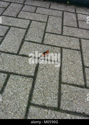 Cette image montre un papillon reposant sur une rue, mettant en évidence l’interaction entre les milieux urbains et la faune naturelle. Il capture la beauté délicate du papillon au milieu de l'environnement concret. Banque D'Images