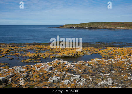 Les lichens aux couleurs vives et de plantes couvrant la côte rocheuse de l'île plus sombre sur les îles Falkland. Banque D'Images