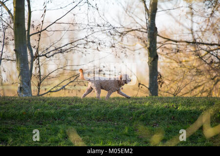 Mignon petit chien de travail, hors de la tête, marchant dans le parc britannique, se déchaîner ses affaires, liberté de se promener et d'explorer. Chien de haut. Banque D'Images