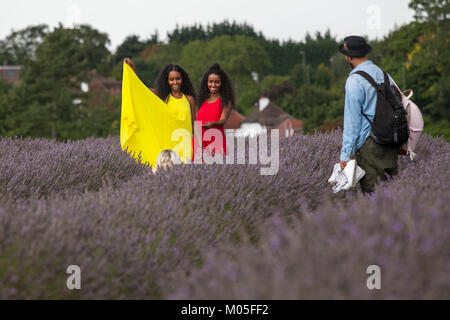 Londres, Royaume-Uni - 21 juin 2017 champ de lavande à Mayfield Lavender Farm sur le Surrey Downs. Focus sélectif. Les gens posent un photographe. Banque D'Images