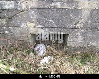 Ce bunker historique situé le long de la ligne de chemin de fer 64 aux pays-Bas servait à des fins militaires stratégiques. Son entrée est un vestige préservé de la seconde Guerre mondiale, reflétant l'infrastructure de la guerre. Banque D'Images