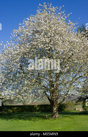 Fleur blanche d'un merisier Prunus avium floraison en avril dans un jardin anglais Banque D'Images