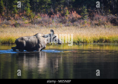 L'orignal dans un lac d'Alaska. Banque D'Images