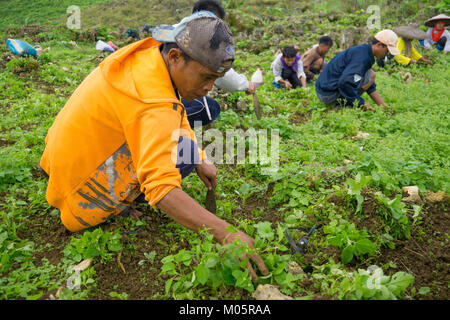 Les ouvriers agricoles philippins travaillant avec un simple outil main pour enlever les mauvaises herbes l'étouffement jeunes choux. Banque D'Images
