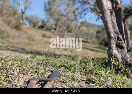 Outils à main agricole sur terrain dans oliveraie, accent peu profondes. Calabria, Italie. Banque D'Images