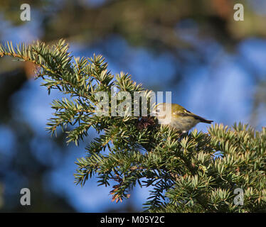 Regulus regulus Goldcrest Yew Tree dans l'alimentation Banque D'Images