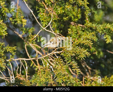 Regulus regulus Goldcrest Yew Tree dans l'alimentation Banque D'Images