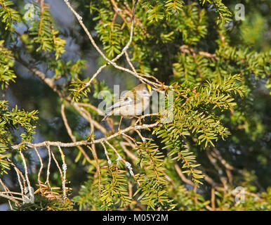 Regulus regulus Goldcrest Yew Tree dans l'alimentation Banque D'Images