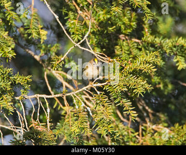 Regulus regulus Goldcrest Yew Tree dans l'alimentation Banque D'Images