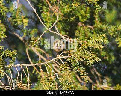 Regulus regulus Goldcrest Yew Tree dans l'alimentation Banque D'Images