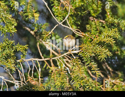 Regulus regulus Goldcrest Yew Tree dans l'alimentation Banque D'Images