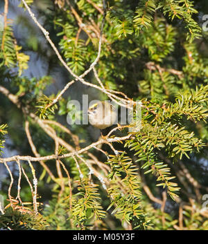 Regulus regulus Goldcrest Yew Tree dans l'alimentation Banque D'Images