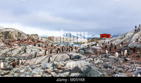 Côte Rocheuse surpeuplées et troupeau de manchots et fjord avec cabane polaire dans l'arrière-plan, Peterman island, Antarctic peninsula Banque D'Images