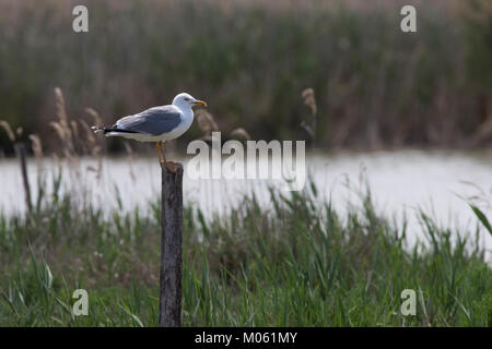 Mittelmeermöwe Mittelmeer-Möwe Möwe,,,,, Mittelmeermöve Möwen Larus michahellis, Goéland, Mouette, Goéland argenté, (Weißkopfmöwe, Larus cachinnans) Banque D'Images