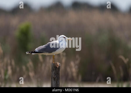 Mittelmeermöwe Mittelmeer-Möwe Möwe,,,,, Mittelmeermöve Möwen Larus michahellis, Goéland, Mouette, Goéland argenté, (Weißkopfmöwe, Larus cachinnans) Banque D'Images