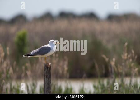 Mittelmeermöwe Mittelmeer-Möwe Möwe,,,,, Mittelmeermöve Möwen Larus michahellis, Goéland, Mouette, Goéland argenté, (Weißkopfmöwe, Larus cachinnans) Banque D'Images