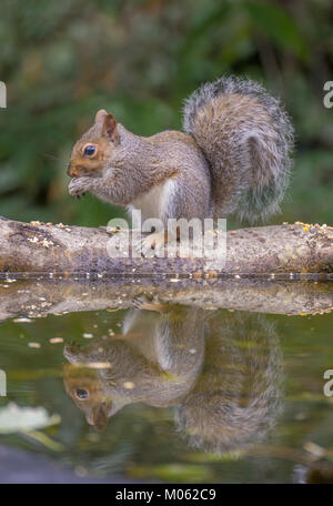 L'Écureuil gris (Sciurus carolinensis) manger reflète dans l'eau Banque D'Images