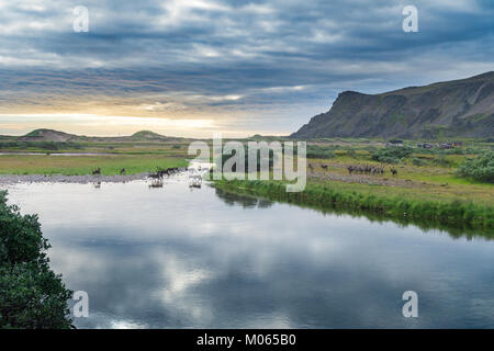 Un troupeau de rennes sur la côte de l'île de Varanger, Sandfjord, Norvège Banque D'Images