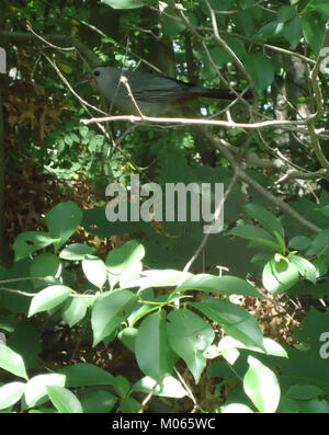 Une photographie de juin 2012 capture un oiseau perché dans un arbre au Briant Park à Summit, New Jersey, mettant en valeur l'environnement naturel du parc. Banque D'Images