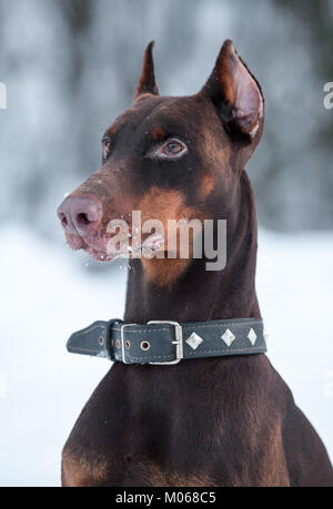 Portrait de brown avec doberman chien-collier sur le cou Banque D'Images