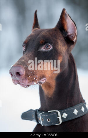 Close up portrait of brown doberman avec chien-collier sur le cou Banque D'Images