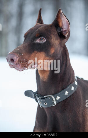 Close-up portrait of brown de race Dobermann en saison d'hiver Banque D'Images