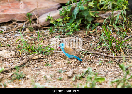 Le cordon bleu-capped-bleu ou bleu-capped cordonbleu (Uraeginthus cyanocephalus) dans l'écosystème du Serengeti, Tanzanie Banque D'Images