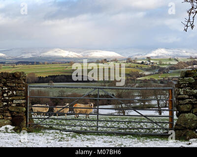 Les moutons regard vers un avant-plan gate avec de la neige sur les collines éloignées du nord de la Pennines dans l'Eden Valley, Cumbria, England, UK Banque D'Images