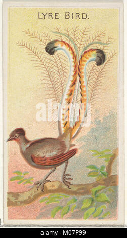 Oiseau Lyre, à partir de la série d'oiseaux des tropiques (N5) pour les marques de cigarettes Allen & Ginter a rencontré DP829160 Banque D'Images