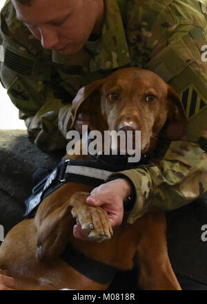 Détachement de soldats avec 1, la Compagnie Charlie, 2-211e l'appui général du bataillon de l'aviation, l'évacuation médicale (MEDEVAC), Groupe de travail Marauder mené K-9 avec une formation en médecine vétérinaire de l'armée américaine le 8 janvier 2018, en Afghanistan. Les soldats de l'EVASAN appris à diagnostiquer et traiter les symptômes de l'armée K-9s dans l'événement qu'ils transportent ou fournir des soins médicaux à un K-9 ou gestionnaire. Marauder Task Force se compose de soldats de la Garde nationale de Caroline du Sud, l'Illinois, l'Iowa de la Garde nationale La Garde nationale, ainsi que le service actif des composantes ainsi que des capacités en aviation avec AH64 Apaches, Banque D'Images