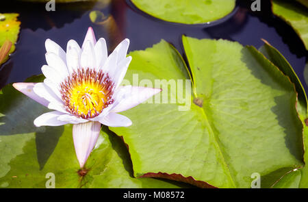 Photo d'une fleur de lotus, selective focus. Banque D'Images