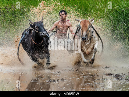 Jawi sspi race : bull bull en équitation Jockey champ boueux pour célébrer après la récolte, Sumatra, Indonésie Banque D'Images