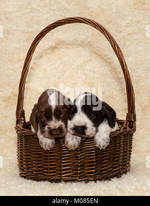 Deux chiot mignon de brown Cocker Anglais chien dans panier Banque D'Images