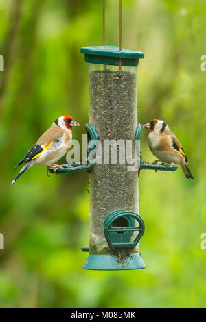 Paire de chardonneret élégant, Carduelis carduelis, sur l'oiseau-feeder, Shropshire, England, UK, FR, DE L'Europe Banque D'Images