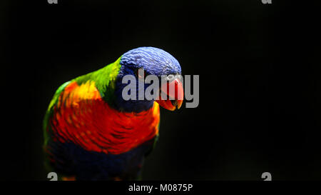 Rainbow Lorikeet se pencher dans la frame de gauche à droite sur fond noir Banque D'Images