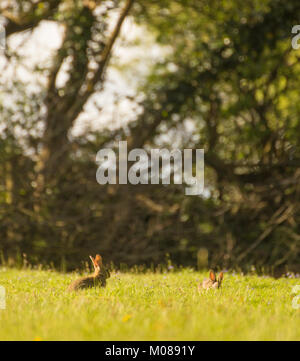 Deux lapins (Oryctolagus cuniculus) en se cachant dans une prairie d'herbe dans la lumière dorée, low angle Banque D'Images