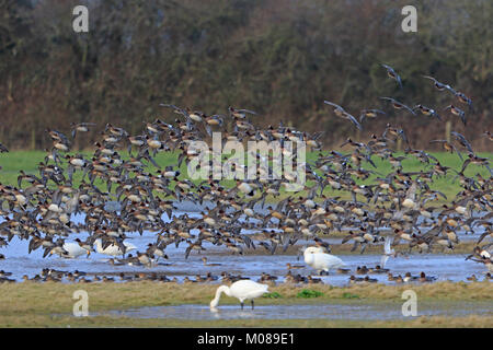 Grand troupeau de canard siffleur décollant à Slimbridge WWT réserver UK Banque D'Images