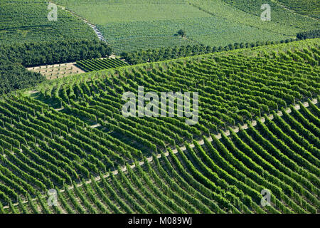 Vignobles sur la colline en une journée ensoleillée, Piémont Banque D'Images